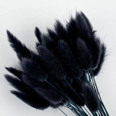 A bouquet of dried black pampas bunny tail grass stems with fluffy, feathery seed heads, photographed against a clean white background.