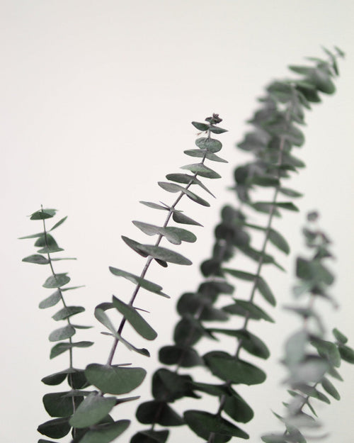 Close-up of dried eucalyptus leaves against a light background