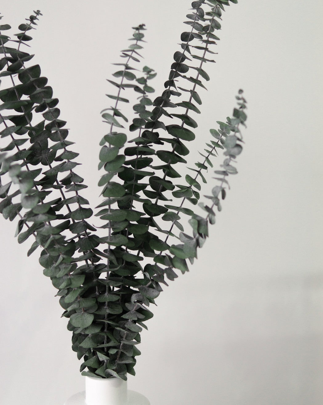 Green dried eucalyptus branches on a white background