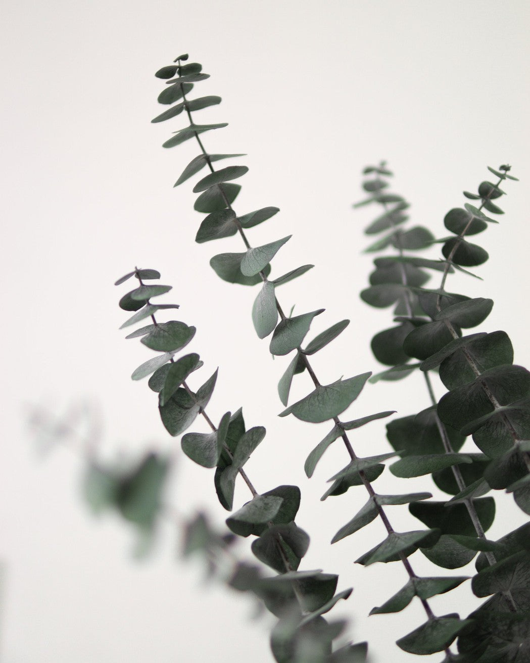 Close-up of dried eucalyptus leaves on a light background