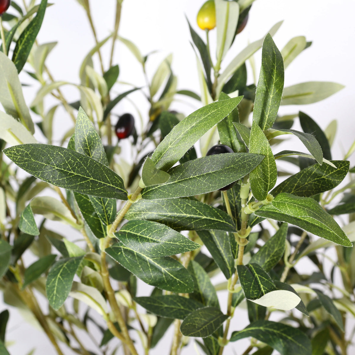 Close-up of an olive branch with green leaves and small olives on a white background