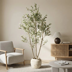 Potted olive plant in a living room with a chair and table.