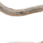 Set of Two Orange And Brown Glass Pumpkin Thanksgiving Pumpkin Tabletop Sculpture with LED-2