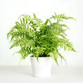 Artificial fern plant in white planter - 18"-0