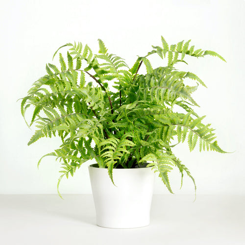 Artificial fern plant in white planter - 18"-1