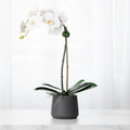 Faux Potted Orchid Plant - White Phalaenopsis Orchid in Black Pot - 21"-0