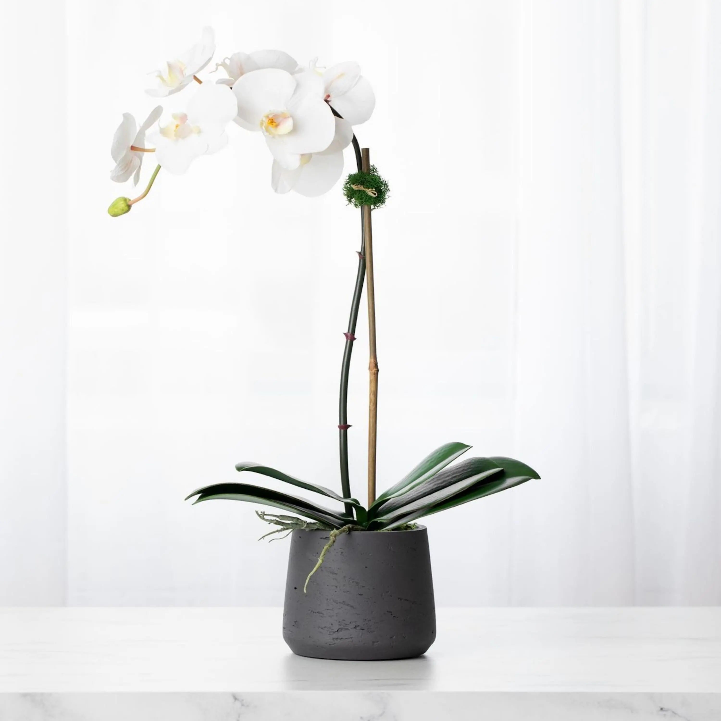 Faux Potted Orchid Plant - White Phalaenopsis Orchid in Black Pot - 21"-0