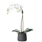 Faux Potted Orchid Plant - White Phalaenopsis Orchid in Black Pot - 21"-1