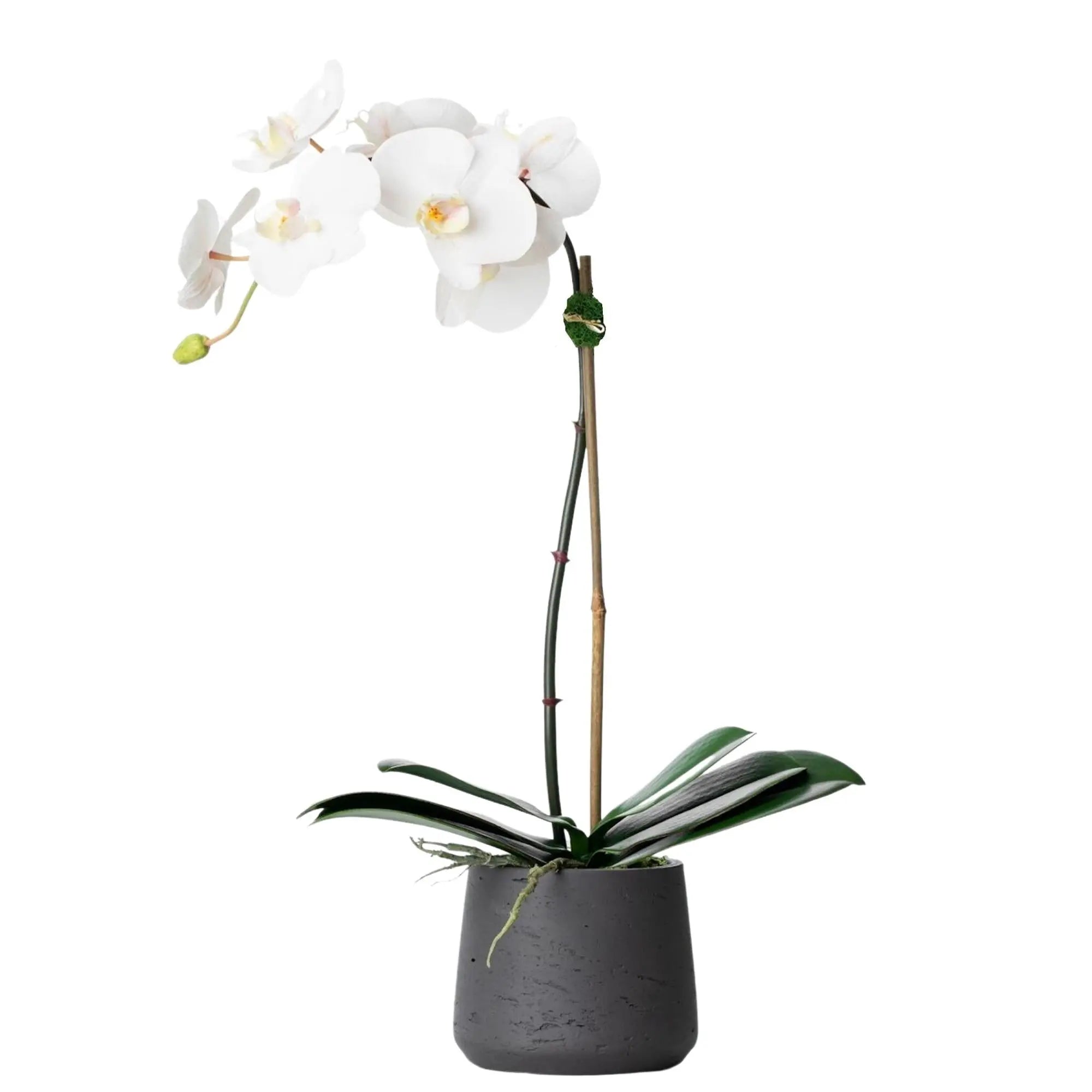 Faux Potted Orchid Plant - White Phalaenopsis Orchid in Black Pot - 21"-1