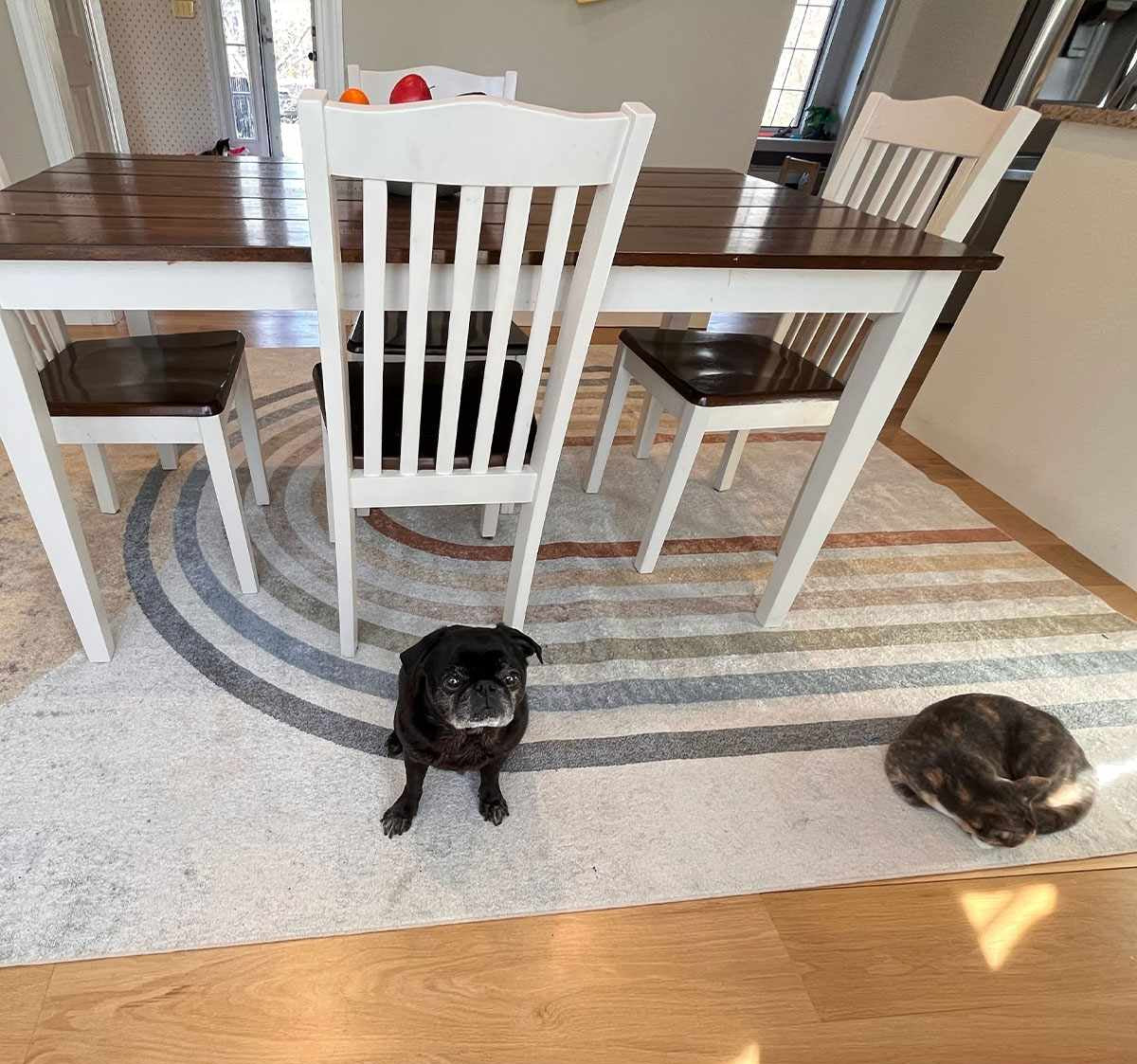 Dining area with a wooden table and chairs, the Giza Contemporary Washable Multicolor Rainbow Rug, a pug dog and a sleeping cat.