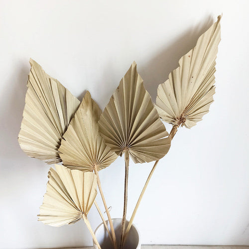 Anahaw Spear Palm Leaves-1