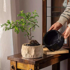 Mesa Cement Pot Planter (Shipping fees may apply)