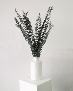 Green Eucalyptus-0