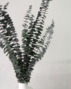 Green Eucalyptus-1