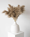 Mini Pampas Grass (5pcs)-0