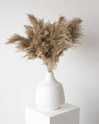 Mini Pampas Grass (5pcs)-0