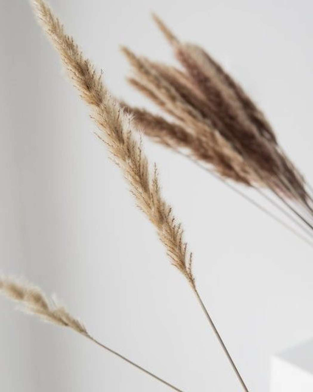 Brown Small Pampas-3