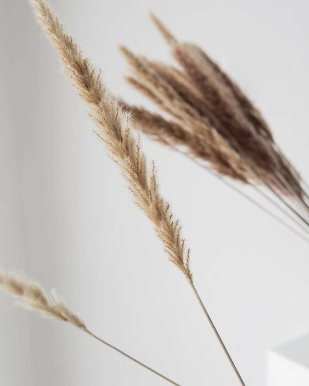 Brown Small Pampas-3