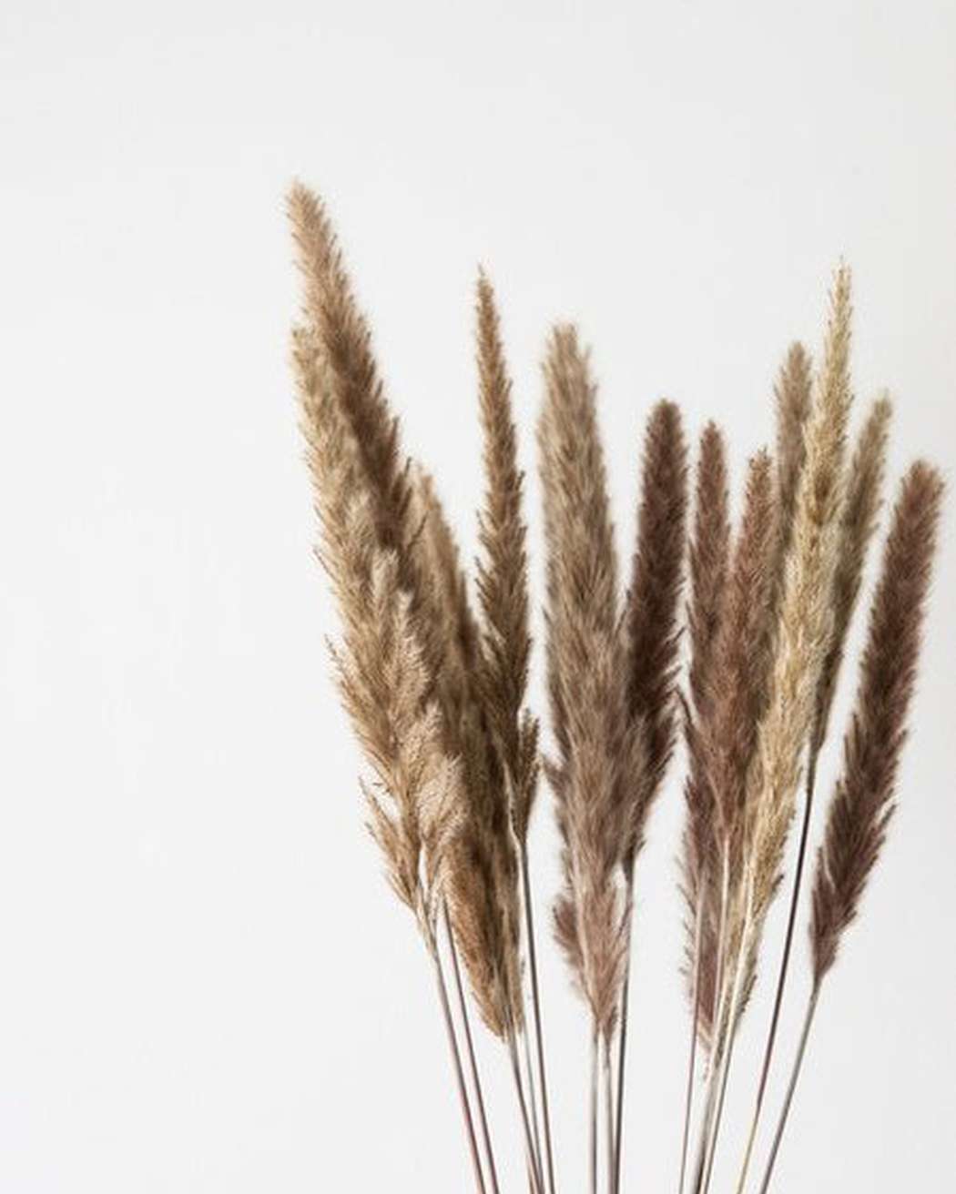 Brown Small Pampas-1