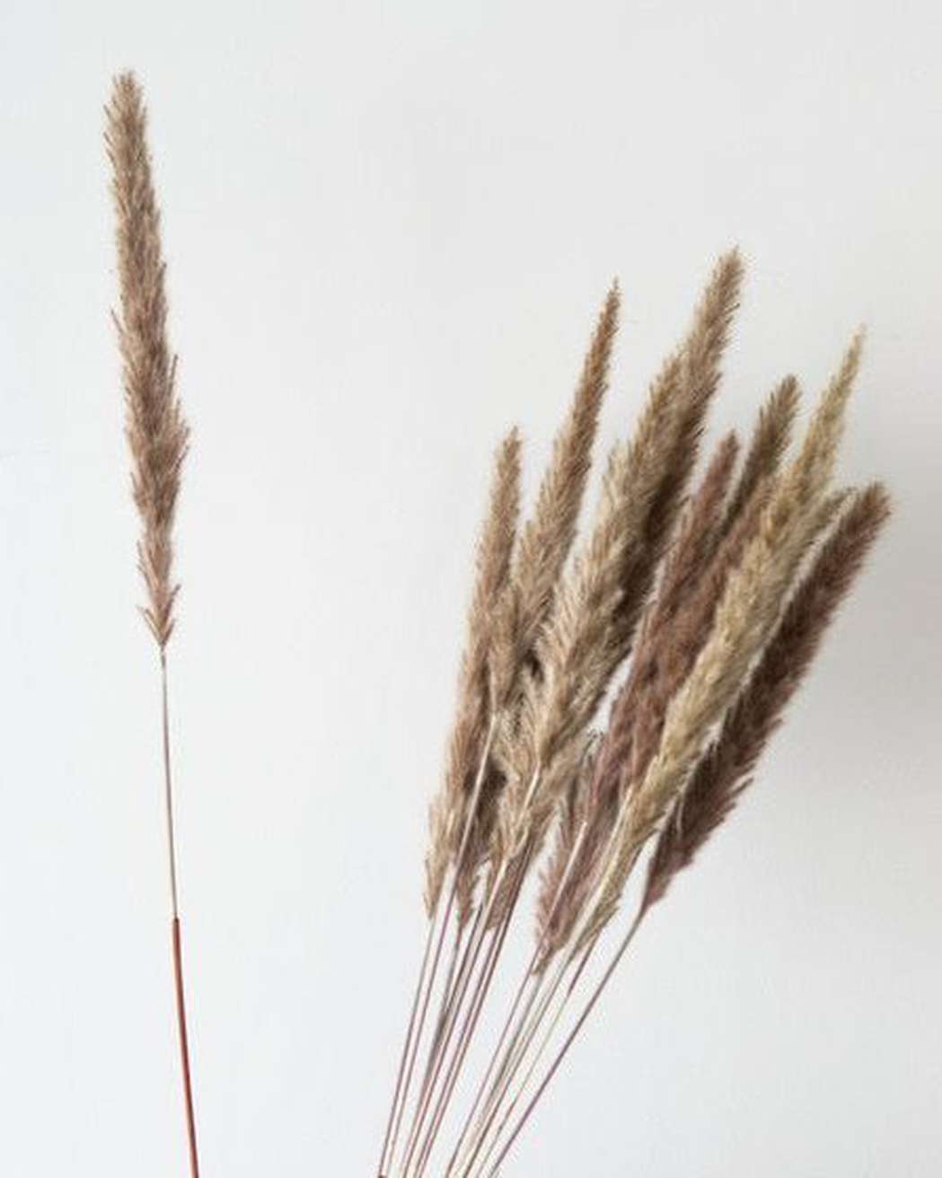Brown Small Pampas-4