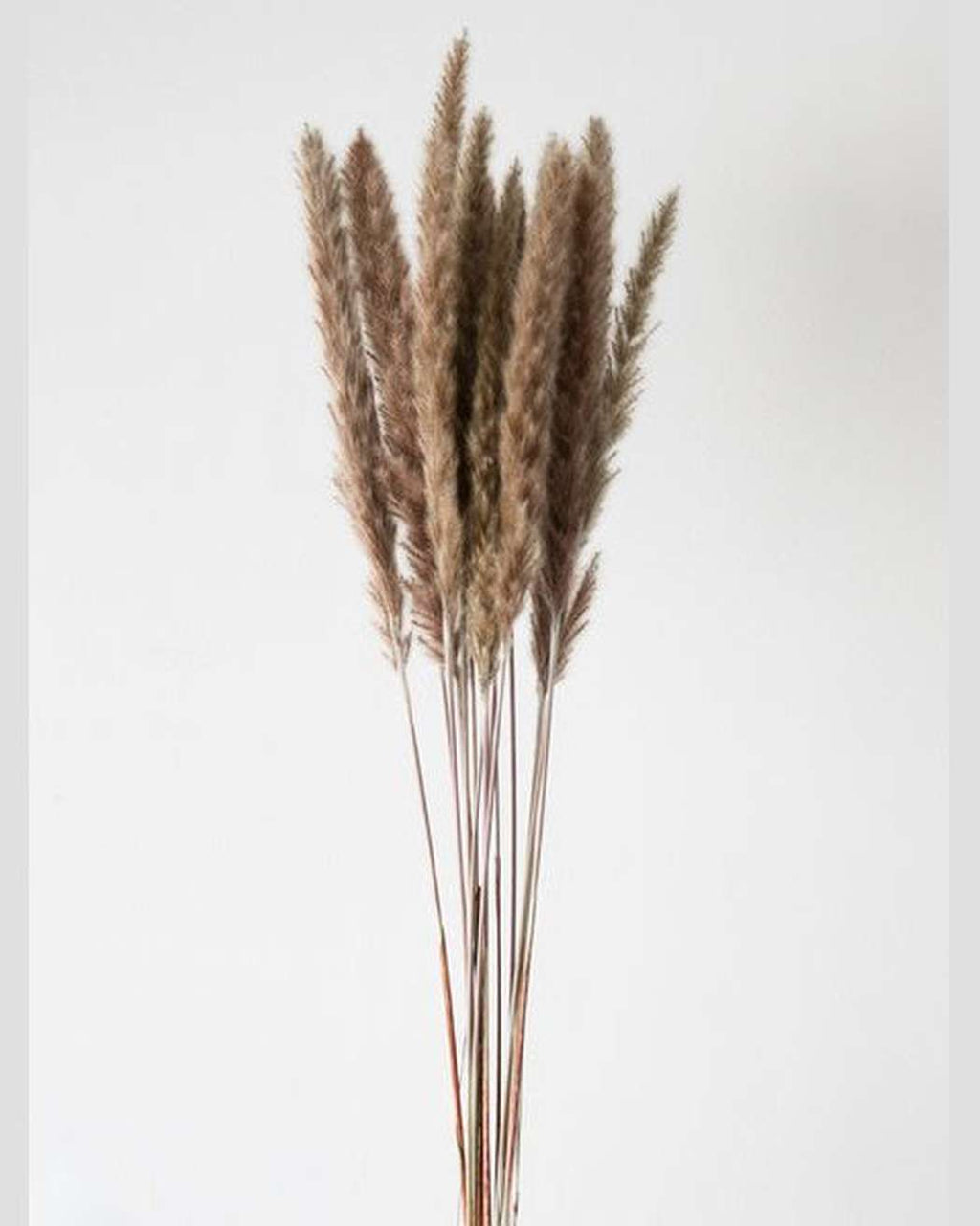 Brown Small Pampas-2