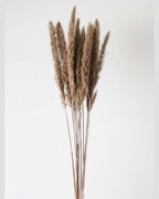 Brown Small Pampas-2