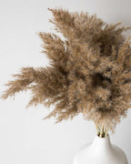 Mini Pampas Grass (5pcs)-1