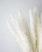 White Small Pampas-2
