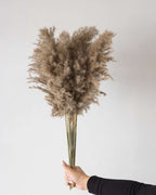 Mini Pampas Grass (5pcs)-2