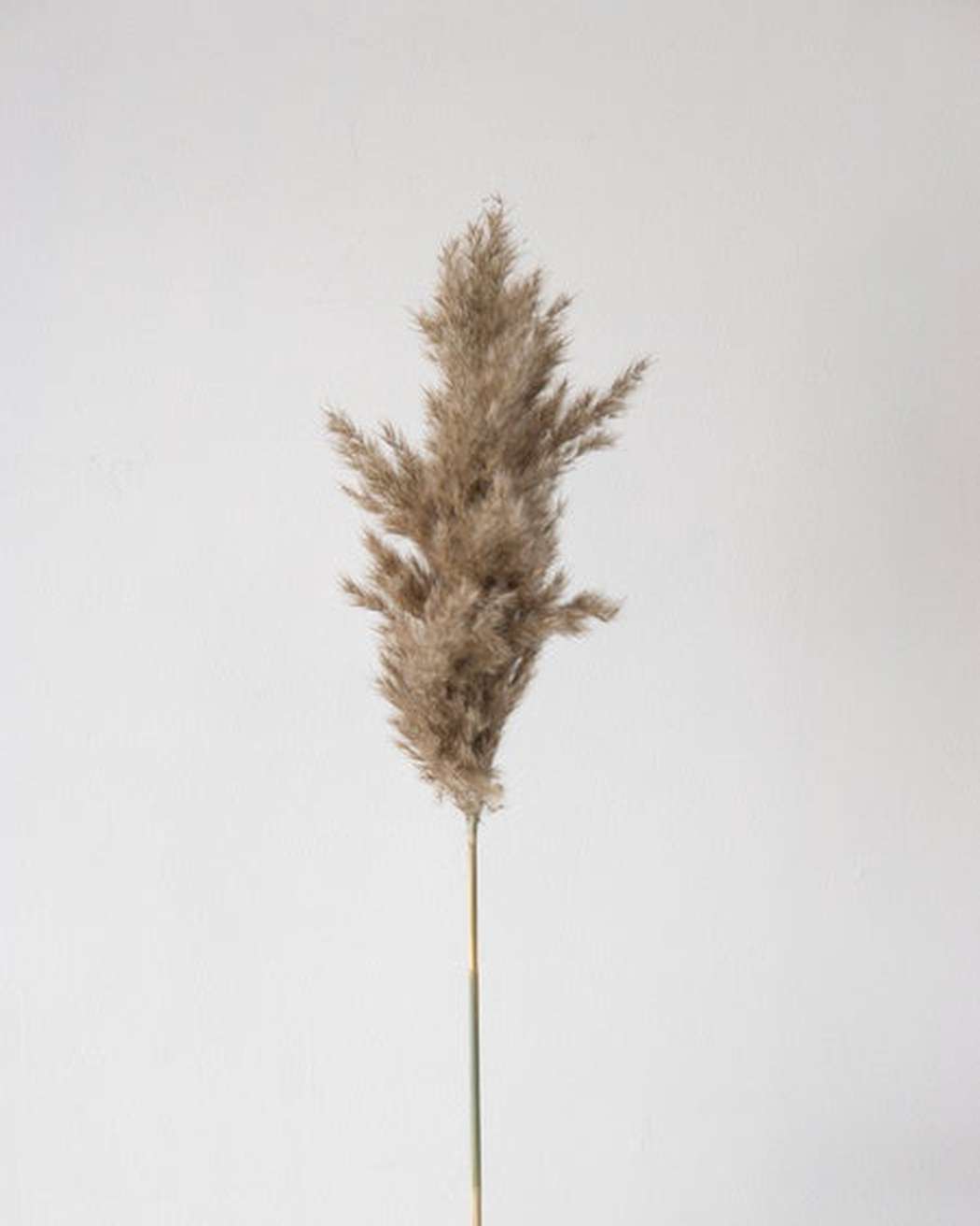 Mini Pampas Grass (5pcs)-3