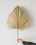 Natural Fan Palm