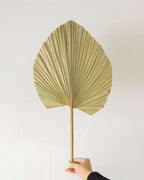Palmera Abanico Natural
