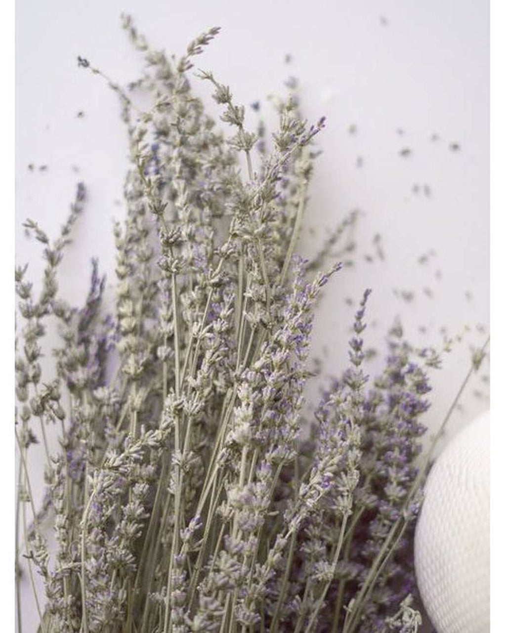 Dried Lavender-3