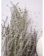 Dried Lavender-3