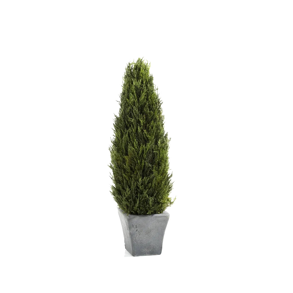 Preserved Cypress Tree Topiary