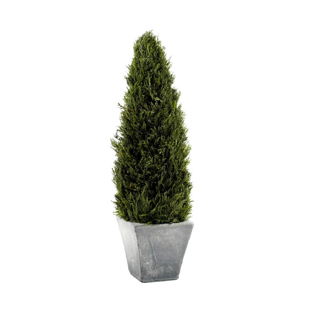 Preserved Cypress Tree Topiary