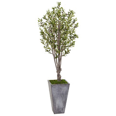 6’ Olive Tree in Stone Planter-2