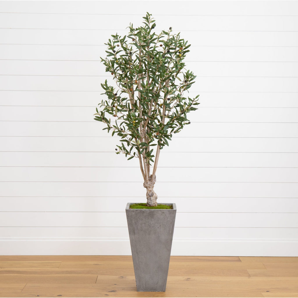 6’ Olive Tree in Stone Planter-0