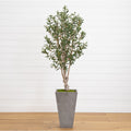 6’ Olive Tree in Stone Planter-0