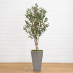 6’ Olive Tree in Stone Planter-0
