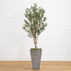 6’ Olive Tree in Stone Planter-0