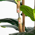 Artificial Fiddle Leaf Tree in White Planter - 7'-4