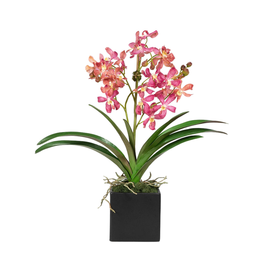 Pink Vanda Orchid Arrangement in Vase - 24"-4