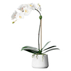 Artificial orchid plant - white orchid in white pot - 21"-1