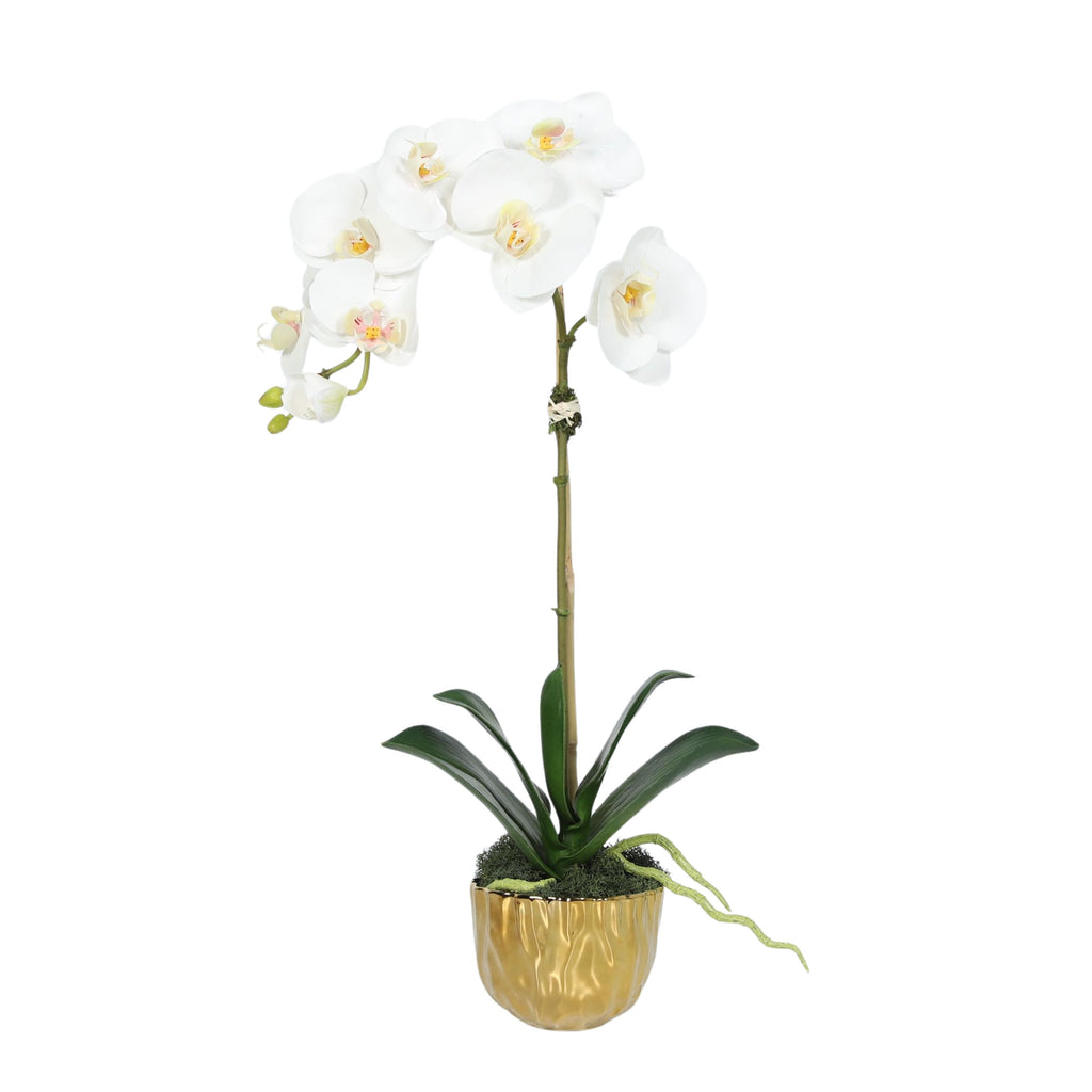 Phalaenopsis Orchid Plant in Gold Vase - 18"-1