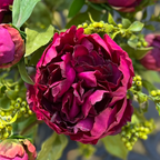 Real touch peony arrangement in glass vase - 10"-3