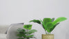 Video tour displaying the gold honeycomb plant stand set from multiple angles in a bright, modern living room setup.