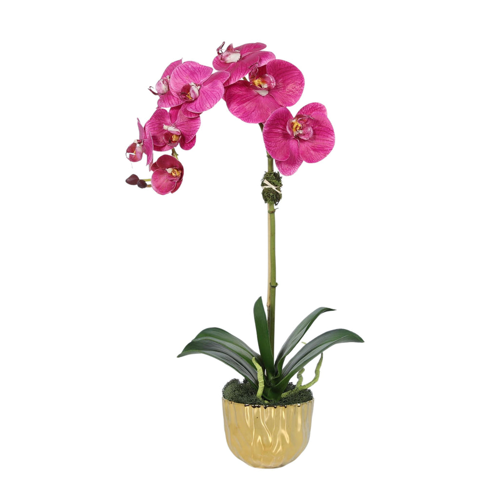Phalaenopsis Orchid Plant in Gold Vase - 18"-4