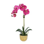 Phalaenopsis Orchid Plant in Gold Vase - 18"-4