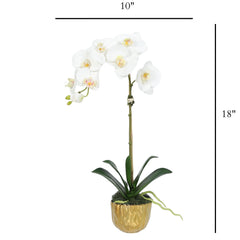 Phalaenopsis Orchid Plant in Gold Vase - 18"-2